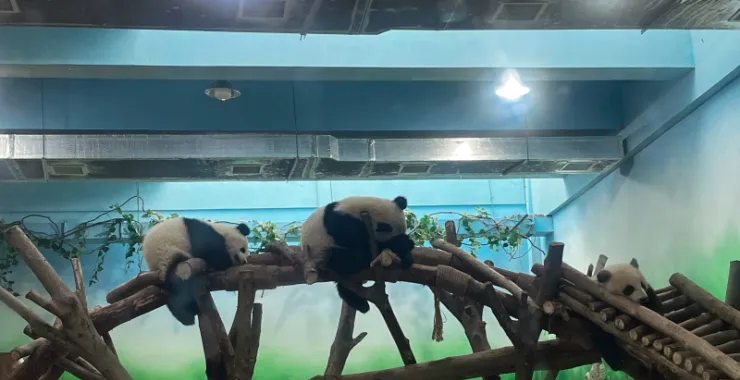 景点打卡成都大熊猫基地可爱大熊猫月亮产房国宝