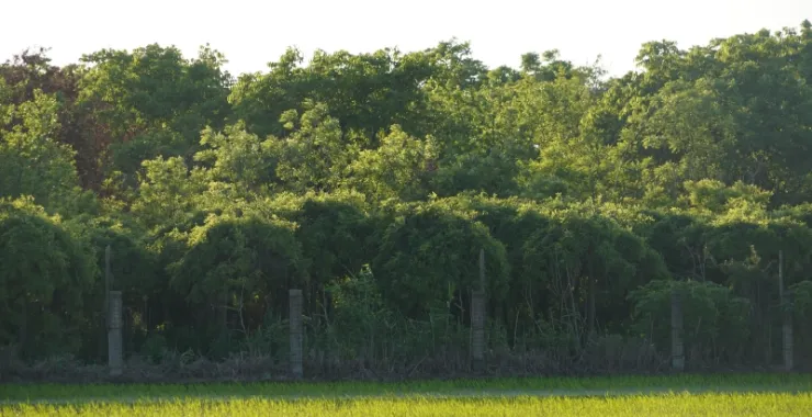 树木树林绿色植物大树绿地