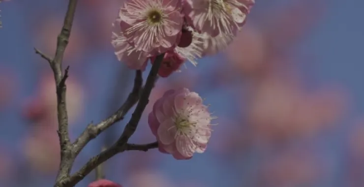 余姚玉皇山公园梅花鲜花枝头