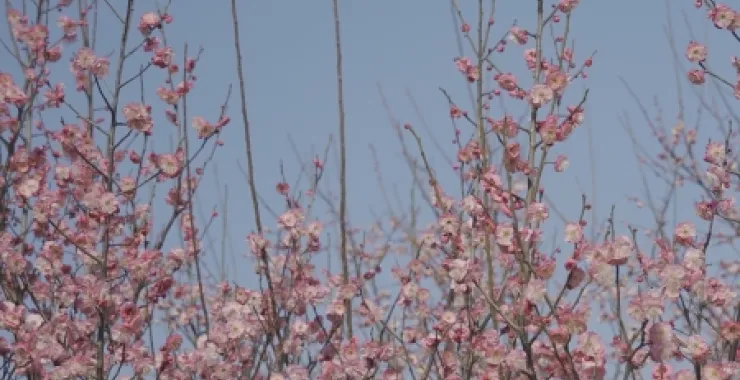 余姚玉皇山公园梅花鲜花枝头