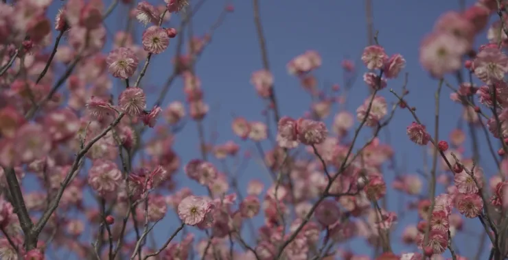 余姚玉皇山公园梅花鲜花枝头