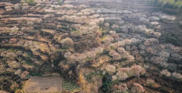 余姚大燕梅花山路蜿蜒大山里山间航拍俯瞰山路群山青山绿树农村村庄路边