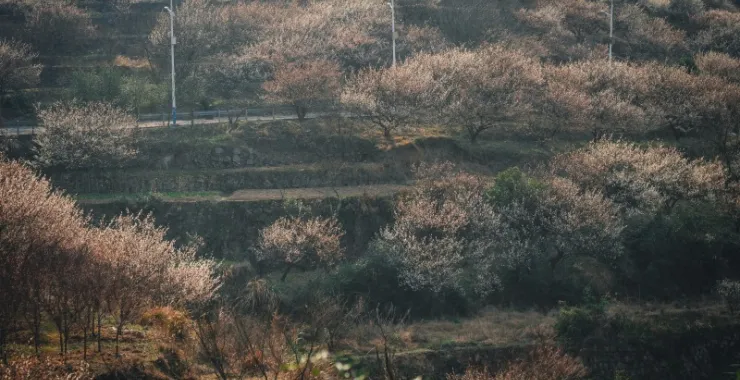 余姚大燕梅花山路蜿蜒大山里山间航拍俯瞰山路群山青山绿树农村村庄