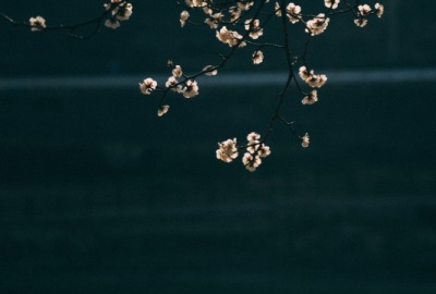 SimilarPics