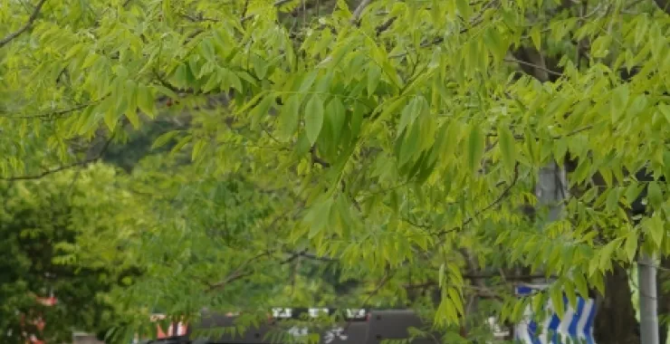 余姚马路货车大树