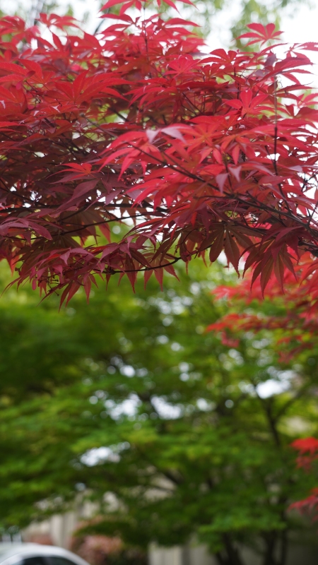 余姚红枫枫叶枫树