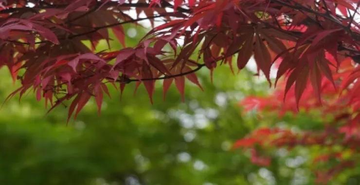 余姚红枫枫叶枫树