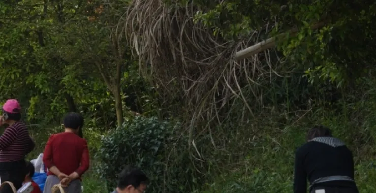 冯村毛笋市场交易