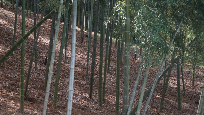 冯村毛笋毛竹竹子竹林
