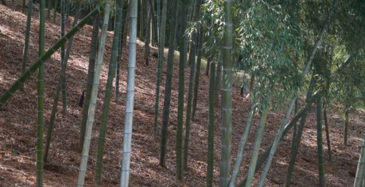 冯村毛笋毛竹竹子竹林
