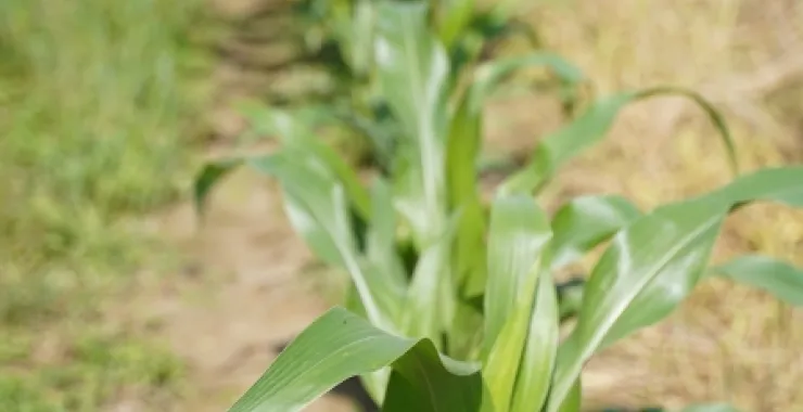 田野种植玉米绿色有机