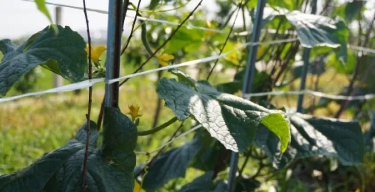 田野蔬菜青瓜绿色有机