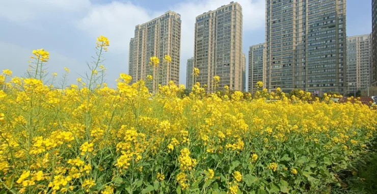 油菜花高楼春色田野绿植蔬菜
