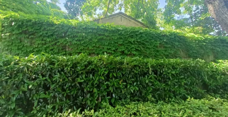 月湖公园爬山虎绿色植物