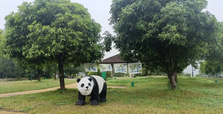 熊猫造景草地四明湖开元山庄装饰动物玩偶造型草坪