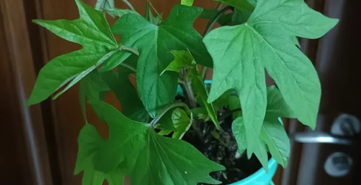 番薯盆栽幼苗绿植绿色