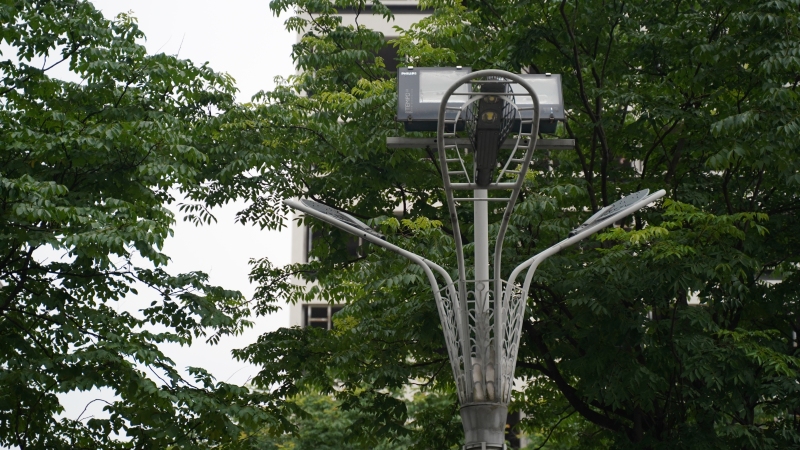 路灯绿树
