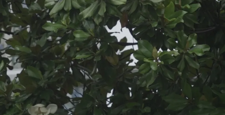 植物广玉兰