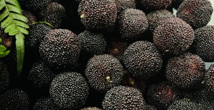 余姚杨梅水果余姚特产夏季