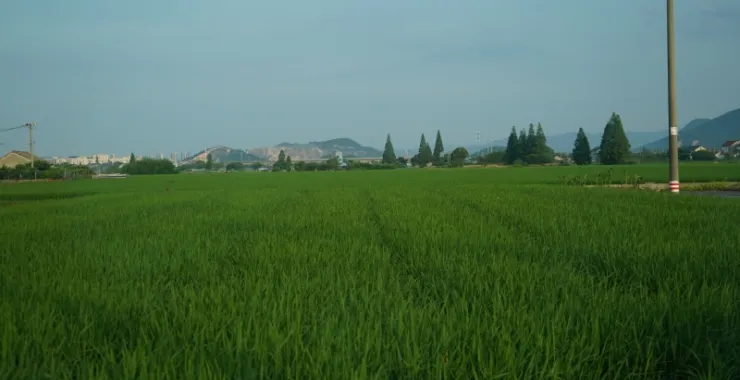 乡村田野田间农忙水稻
