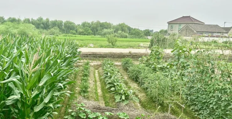 农村农田种植菜园田地农民蔬菜绿色乡村