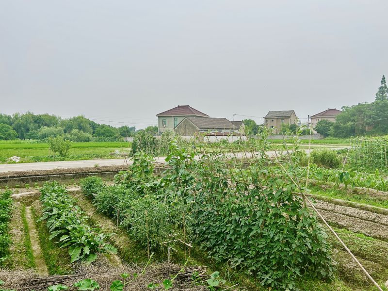 农村农田种植菜园田地农民蔬菜绿色乡村