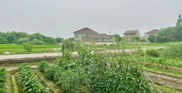 农村农田种植菜园田地农民蔬菜绿色乡村
