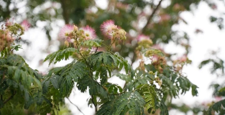 合欢花毕业季鲜花