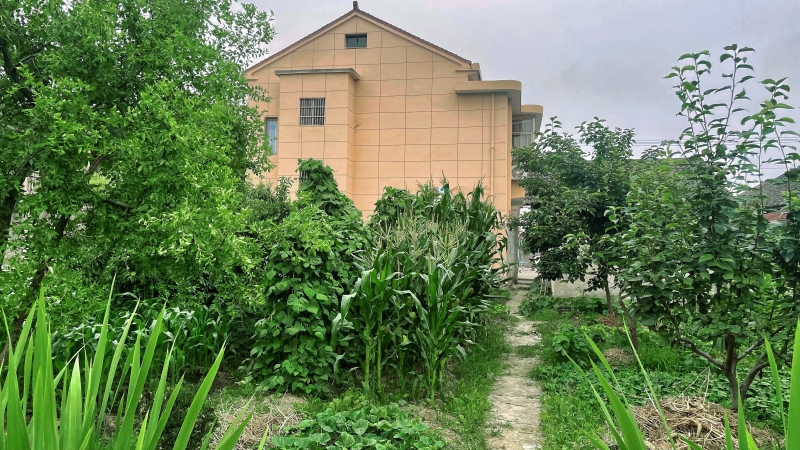 家门口的菜园风景照片