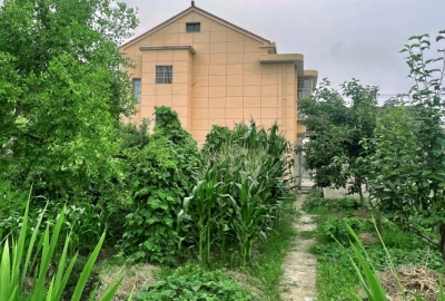 家门口的菜园风景照片