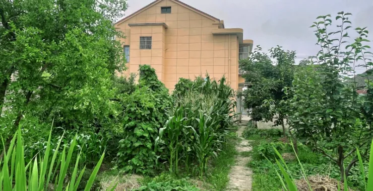 家门口的菜园风景照片