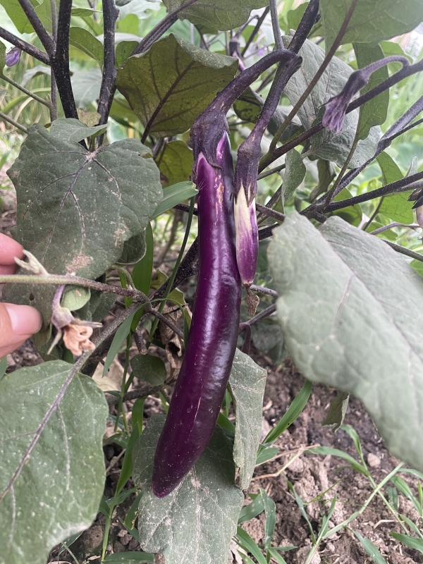 蔬菜茄子绿色蔬菜生鲜
