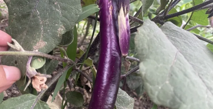 蔬菜茄子绿色蔬菜生鲜