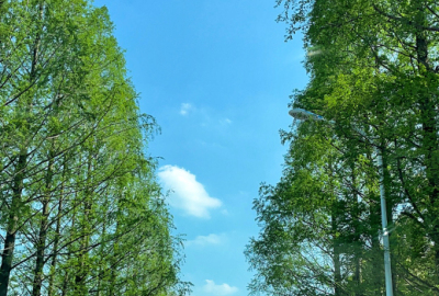 天空树荫风景照蓝天白云晴空万里