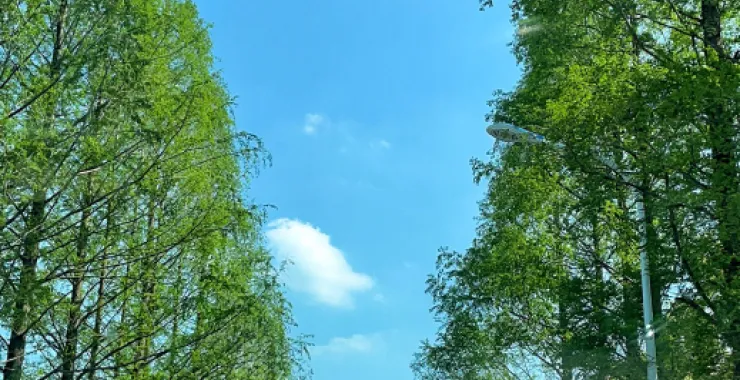 天空树荫风景照蓝天白云晴空万里
