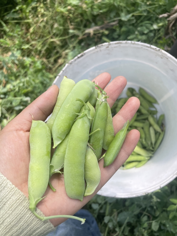 豌豆特写蔬菜生鲜蚕豆