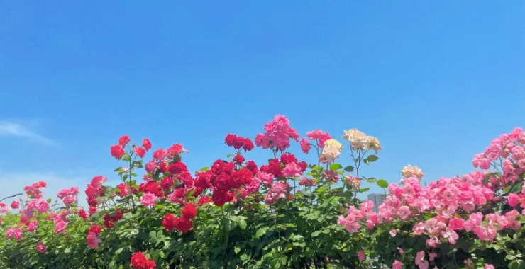 杭州高架花月季花束鲜花