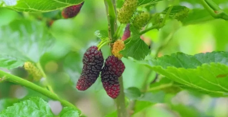 桑葚水果生鲜