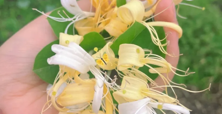 金银花中草药花束