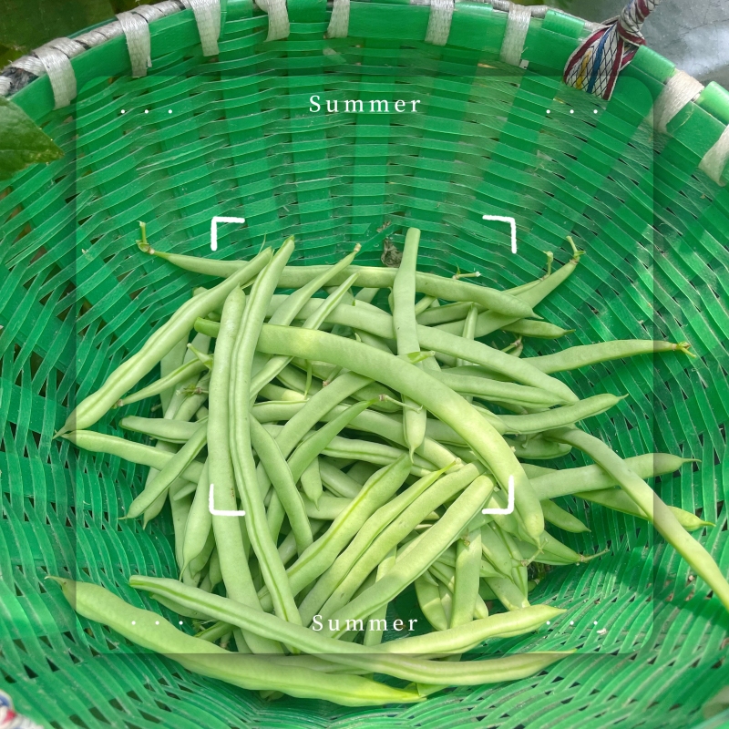 四季豆梅豆蔬菜菜园