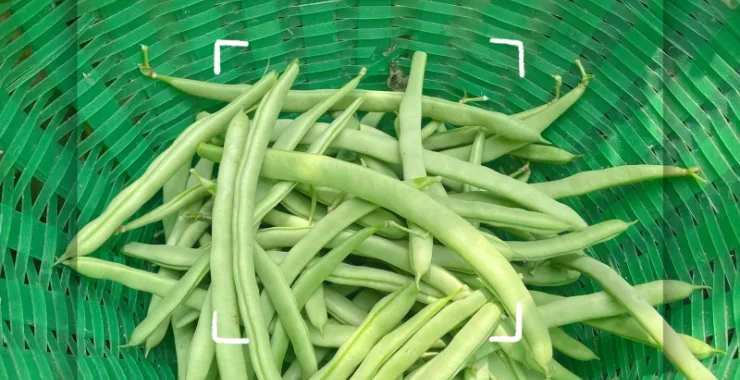 四季豆梅豆蔬菜菜园