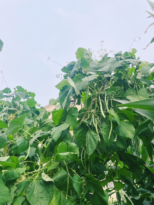 四季豆蔬菜生鲜菜园子绿色有机