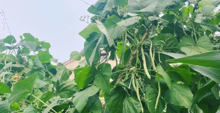 四季豆蔬菜生鲜菜园子绿色有机