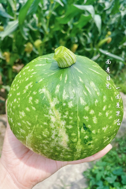 南瓜农家菜蔬菜生鲜绿色有机
