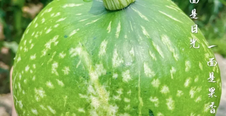 南瓜农家菜蔬菜生鲜绿色有机