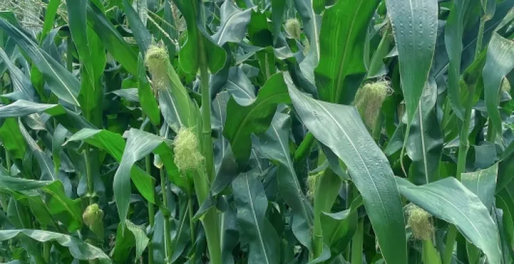 玉米蔬菜菜园绿色有机