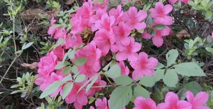 公园鲜花映山红绿植花草