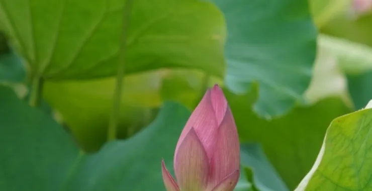 梁弄汪巷荷花夏日夏至荷叶