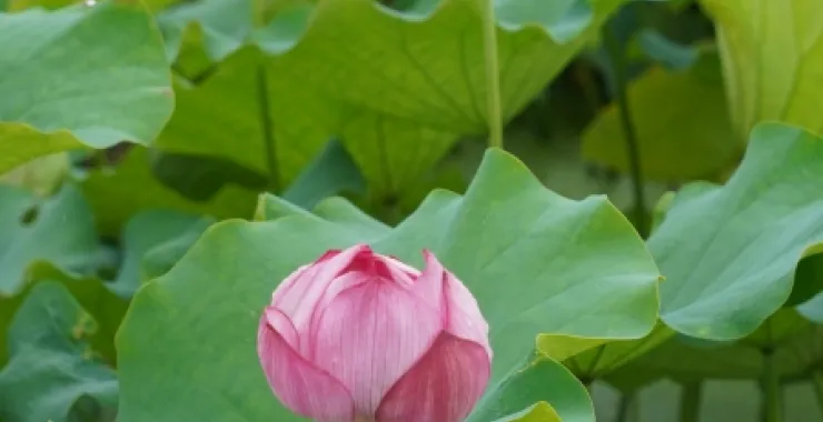 梁弄汪巷荷花夏日夏至荷叶