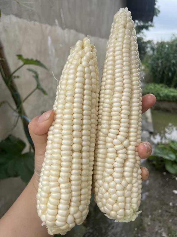 新鲜玉米剥皮玉米蔬菜